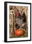 Rooster Standing on Pumpkin at Edge of Corn Field, Breed, Iowa, USA-Lynn M^ Stone-Framed Photographic Print