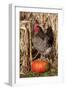 Rooster Standing on Pumpkin at Edge of Corn Field, Breed, Iowa, USA-Lynn M^ Stone-Framed Photographic Print