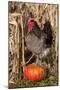 Rooster Standing on Pumpkin at Edge of Corn Field, Breed, Iowa, USA-Lynn M^ Stone-Mounted Photographic Print