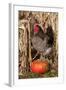 Rooster Standing on Pumpkin at Edge of Corn Field, Breed, Iowa, USA-Lynn M^ Stone-Framed Photographic Print