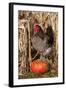 Rooster Standing on Pumpkin at Edge of Corn Field, Breed, Iowa, USA-Lynn M^ Stone-Framed Photographic Print