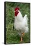 Rooster, Zhangye, Gansu Province, China-Keren Su-Framed Stretched Canvas