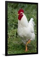 Rooster, Zhangye, Gansu Province, China-Keren Su-Framed Photographic Print