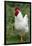 Rooster, Zhangye, Gansu Province, China-Keren Su-Framed Photographic Print