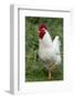 Rooster, Zhangye, Gansu Province, China-Keren Su-Framed Photographic Print