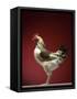 Rooster-Adrianna Williams-Framed Stretched Canvas