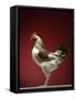 Rooster-Adrianna Williams-Framed Stretched Canvas