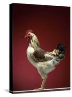 Rooster-Adrianna Williams-Stretched Canvas