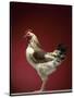 Rooster-Adrianna Williams-Stretched Canvas