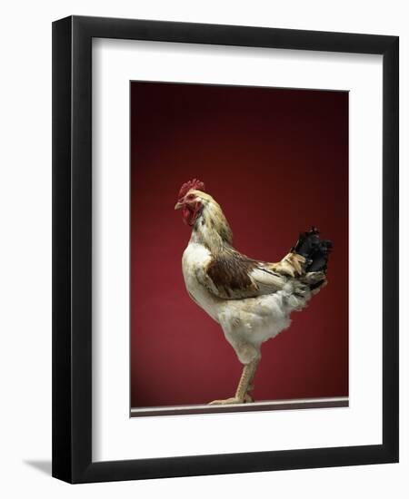 Rooster-Adrianna Williams-Framed Photographic Print