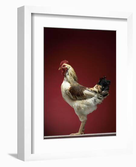 Rooster-Adrianna Williams-Framed Photographic Print