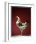 Rooster-Adrianna Williams-Framed Photographic Print