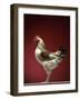 Rooster-Adrianna Williams-Framed Photographic Print