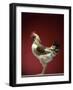 Rooster-Adrianna Williams-Framed Photographic Print