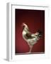 Rooster-Adrianna Williams-Framed Photographic Print