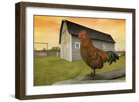 Rooster-null-Framed Photographic Print
