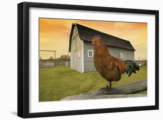 Rooster-null-Framed Photographic Print