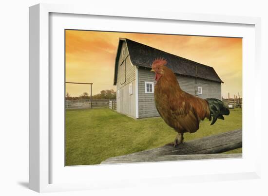 Rooster-null-Framed Photographic Print