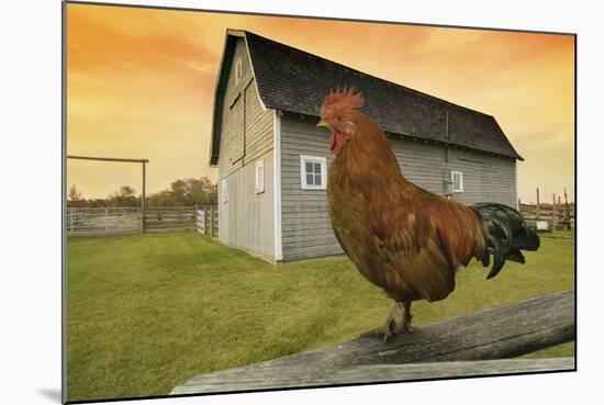 Rooster-null-Mounted Photographic Print