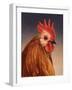 Rooster-James W. Johnson-Framed Giclee Print