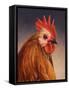 Rooster-James W. Johnson-Framed Stretched Canvas