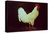 Rooster-Dory Coffee-Stretched Canvas