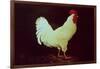 Rooster-Dory Coffee-Framed Giclee Print