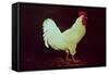 Rooster-Dory Coffee-Framed Stretched Canvas