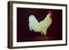 Rooster-Dory Coffee-Framed Giclee Print