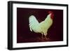 Rooster-Dory Coffee-Framed Giclee Print