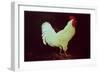 Rooster-Dory Coffee-Framed Giclee Print