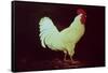 Rooster-Dory Coffee-Framed Stretched Canvas