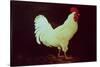 Rooster-Dory Coffee-Stretched Canvas