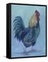 Rooster-Marnie Bourque-Framed Stretched Canvas