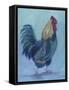 Rooster-Marnie Bourque-Framed Stretched Canvas