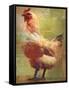 Rooster-Greg Simanson-Framed Stretched Canvas