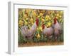 Roosters en Place II-Marcia Matcham-Framed Art Print