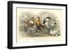 Roosters & Hens-J. Stewart-Framed Art Print