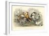 Roosters & Hens-J. Stewart-Framed Art Print