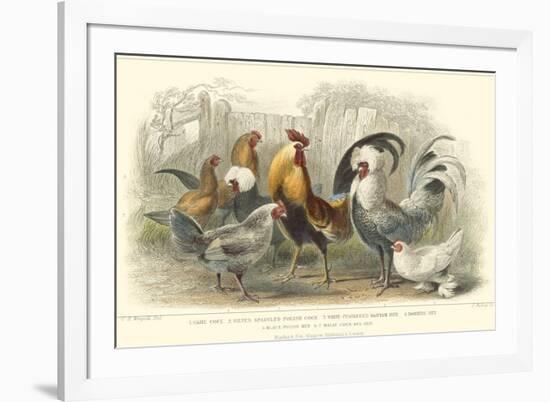 Roosters & Hens-J. Stewart-Framed Art Print