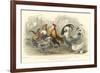 Roosters & Hens-J. Stewart-Framed Art Print