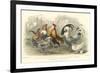 Roosters & Hens-J. Stewart-Framed Art Print