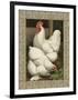 Roosters I-Cassel-Framed Art Print