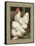 Roosters I-Cassel-Framed Stretched Canvas