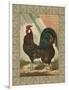 Roosters V-Cassel-Framed Art Print