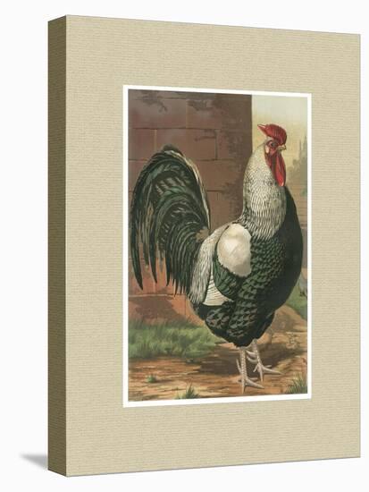 Roosters with Mat IV-Cassel-Stretched Canvas