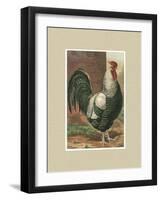 Roosters with Mat IV-Cassel-Framed Art Print