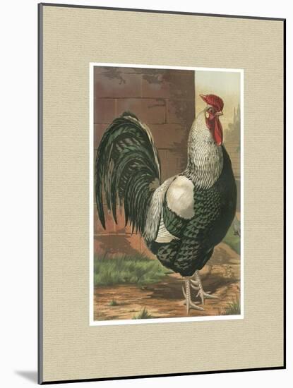 Roosters with Mat IV-Cassel-Mounted Art Print