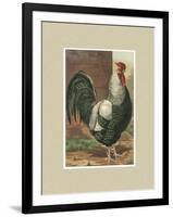 Roosters with Mat IV-Cassel-Framed Art Print