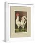 Roosters with Mat VI-Cassel-Framed Art Print